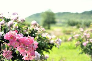 Roses des Rosiers de Richard